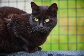 Maraxe Bild von Maraxe