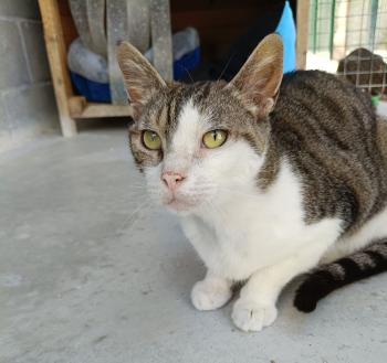 Bambu Bild von Bambu