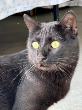 Bagheera Bild von Bagheera