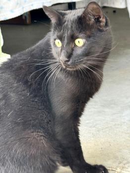 Bagheera Bild von Bagheera