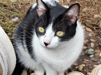 Gamma Bild von Gamma