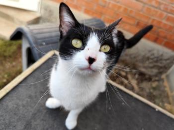 Gamma Bild von Gamma