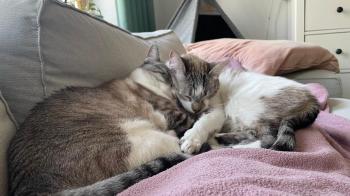 Fenix Bild von Fenix