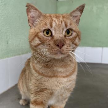 Tomas Bild von Tomas