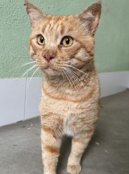 Tomas Bild von Tomas