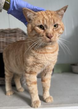 Tomas Bild von Tomas