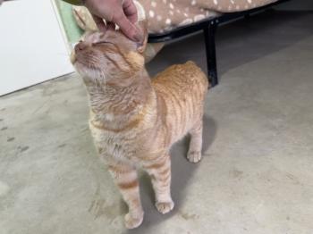 Tomas Bild von Tomas