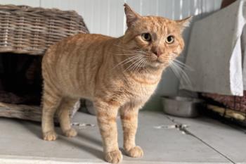 Tomas Bild von Tomas