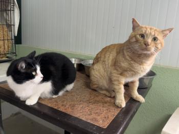 Tomas Bild von Tomas