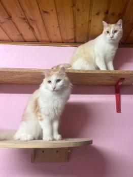 Snowi Bild von Snowi