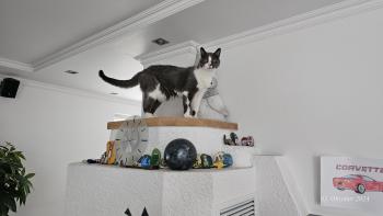 Nelja Bild von Nelja