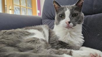 Nelja Bild von Nelja