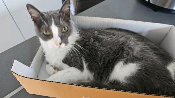 Nelja Bild von Nelja