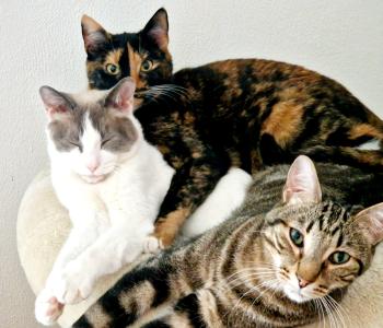 Perla Bild von Perla