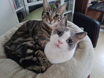 Perla Bild von Perla