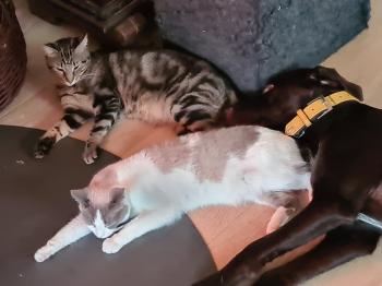 Perla Bild von Perla