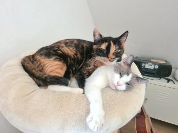 Perla Bild von Perla