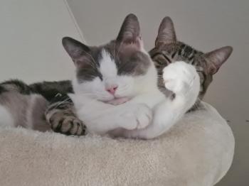 Perla Bild von Perla