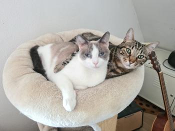 Perla Bild von Perla