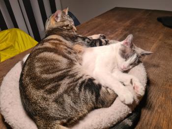 Perla Bild von Perla