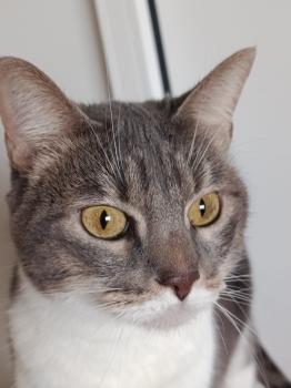 Bild von Kitty