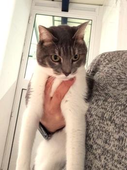 Bild von Kitty