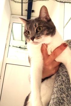 Bild von Kitty