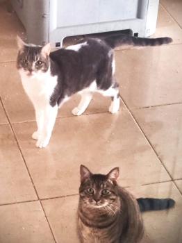 Bild von Kitty