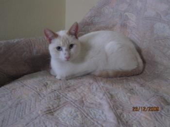 Tango Bild von Tango