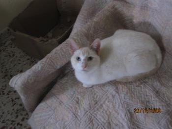 Tango Bild von Tango
