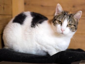 Agatha Bild von Agatha