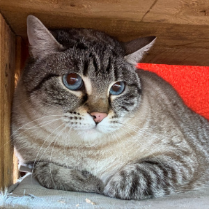 Siena Bild von Siena