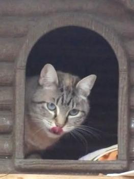 Siena Bild von Siena