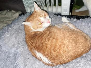 Bild von Otto