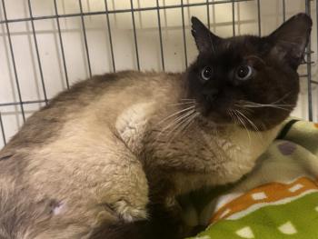 Castor Bild von Castor