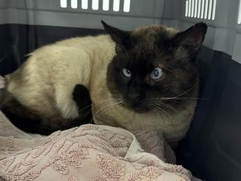 Castor Bild von Castor