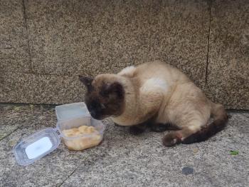 Castor Bild von Castor