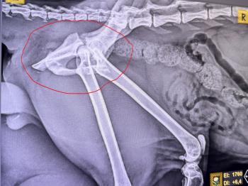 Castor Bild von Castor