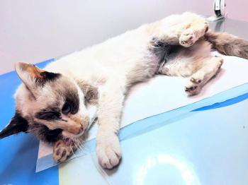 Libby Bild von Libby