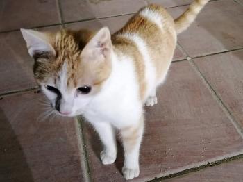 Bambi Bild von Bambi