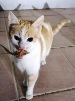 Bambi Bild von Bambi