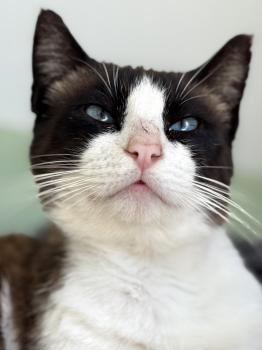 Mochi Bild von Mochi