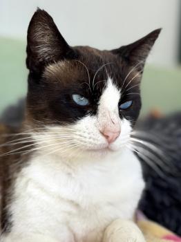 Mochi Bild von Mochi