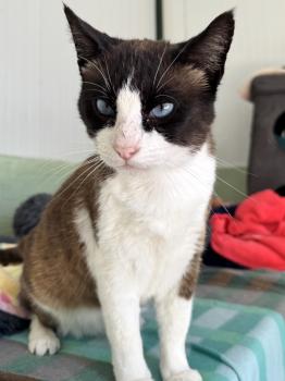 Mochi Bild von Mochi