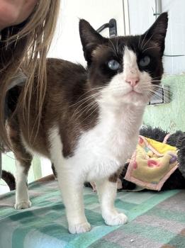 Mochi Bild von Mochi