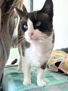 Mochi Bild von Mochi