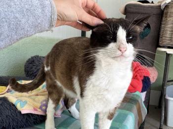 Mochi Bild von Mochi