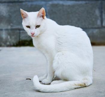 Coral Bild von Coral