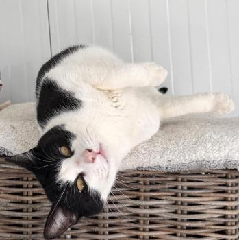 Connan Bild von Connan