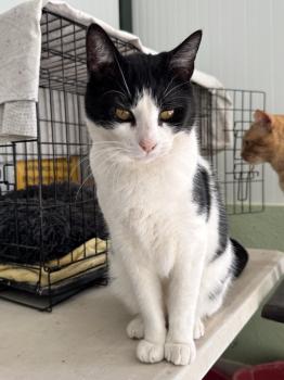 Connan Bild von Connan